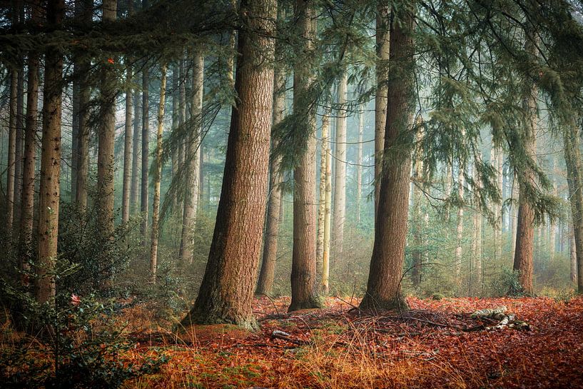 Mystical Morning in the Forest near Waalwijk by Zwoele Plaatjes