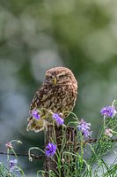 Steenuiltje tussen prachtige bloemen met een rustige achtergrond vol met bokeh