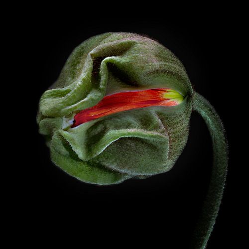 Poppies Escape No 04