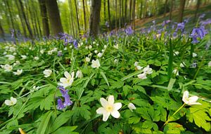 Hallerbos in bloei van Arjan Keers