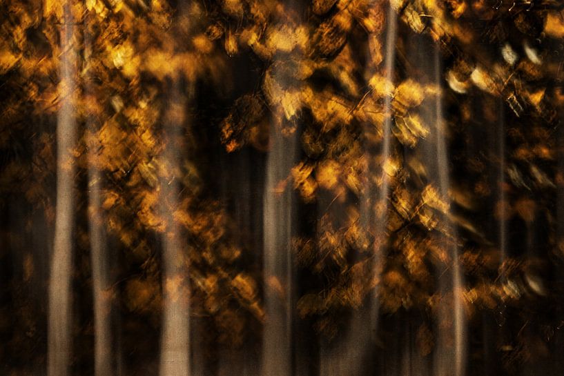 Golden autumn by Yanuschka | Fotografie Noordwijk