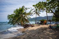 Palmiers sur la plage de Capurganá en Colombie