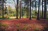 Wald im Sumpfgebiet