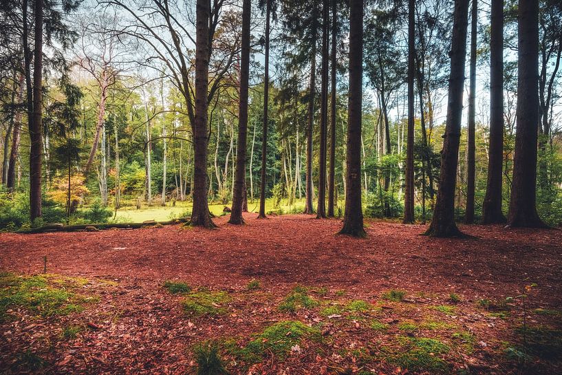 Une forêt dans le marais par Skyze Photography by André Stein