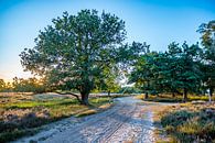 Kampina, Noord-Brabant, Netherlands by Jacky Keeris thumbnail