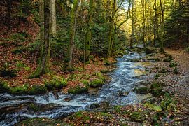 Snelstromend beekje In het Zwarte Woud