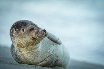 Schattige zeehond van Dirk van Egmond