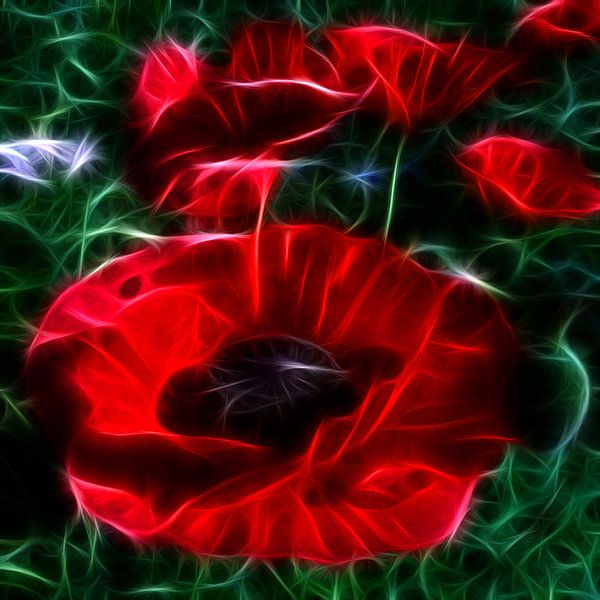 red poppy by Lucia