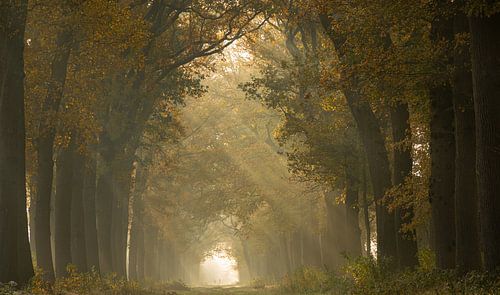Promeneurs parmi les harpes solaires par une belle matinée d'automne en novembre