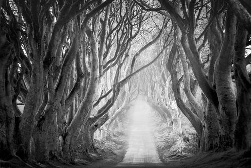 De Dark Hedges in zwart-wit