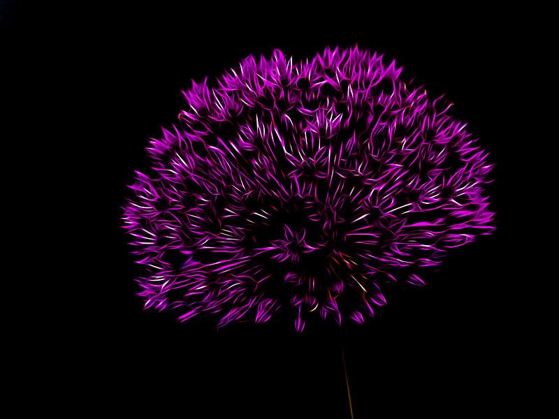 Sternkugel-Lauch Allium cristophii von Renate Knapp