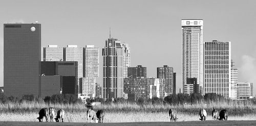 Rotterdam skyline from Pijnacker