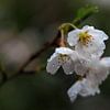 Cherry blossoms in the rain by Bas Rutgers