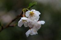 Cherry blossoms in the rain