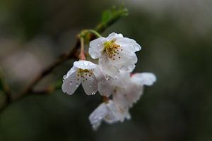 Fleurs de cerisier sous la pluie sur Bas Rutgers
