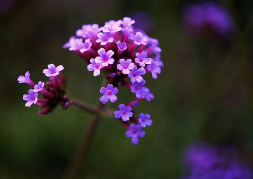 de schoonheid van ijzerhard