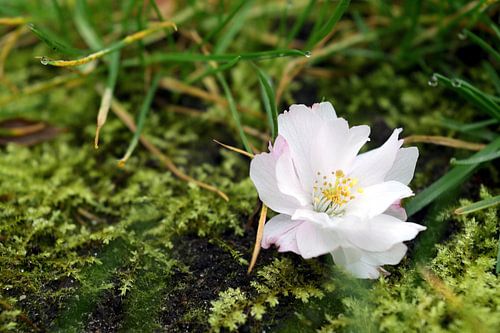 Gros plan sur une fleur tombée au sol