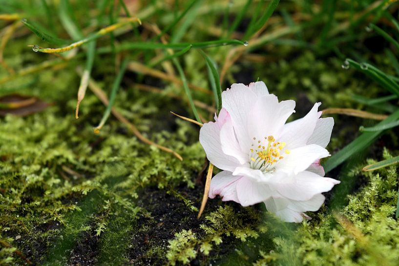 Close-up picture of a fallen blossom on the ground by Jan Verschoor