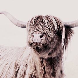 Highland Cattle Frida Creme by Monika Strigel