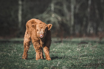 Newborn Scottish Highlander calf looks curious
