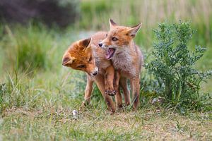 red fox cubs von Pim Leijen