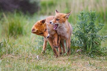 red fox cubs by Pim Leijen