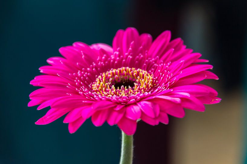 Gerbera von Kees Korbee