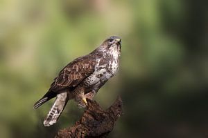 Bussard in der Morgensonne von Björn van den Berg