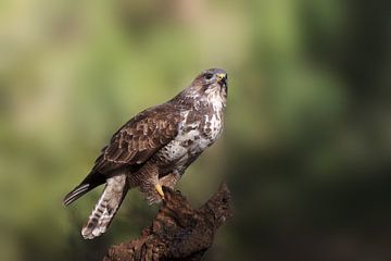 Buizerd  in de ochtend zon van Björn van den Berg