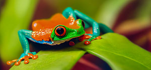 Panorama Frosch mit Roten Augen Illustration
