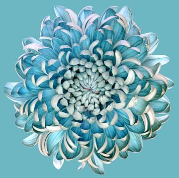 Blue Chrysanth, Brian Haslam van 1x