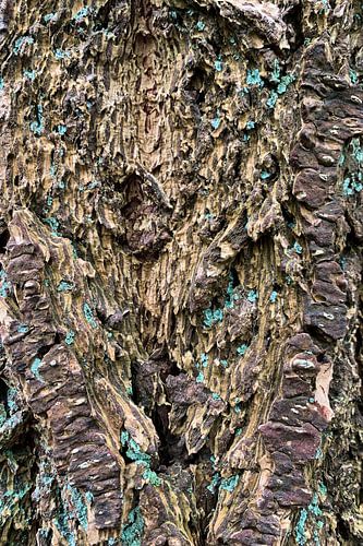 boomschors met groen mos