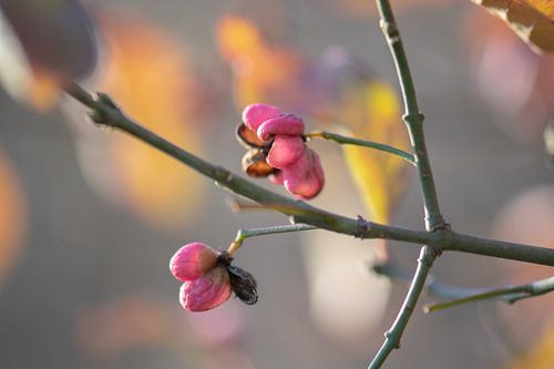 colourful winter blossoms