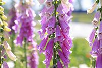Purple foxglove ( digitalis) in full bloom.