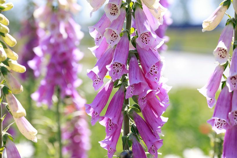 Violetter Fingerhut ( Digitalis) in voller Blüte. von Ans van Heck