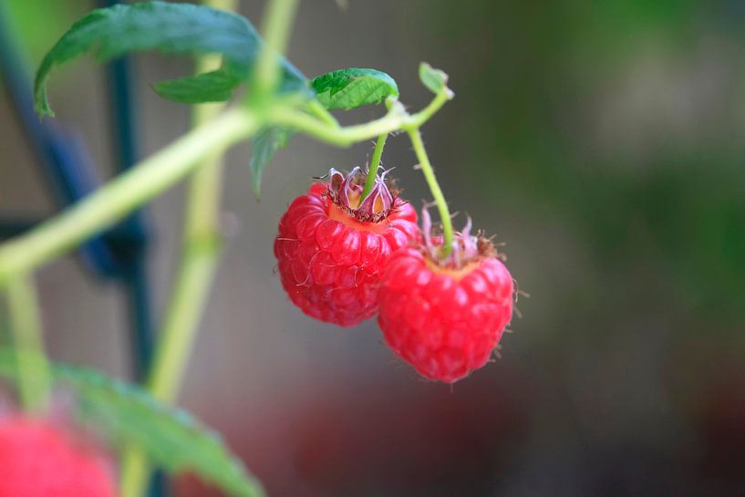 Himbeeren von Thomas Jäger
