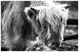 Cuddly Calf by EFFEKTPHOTOGRAPHY.nl