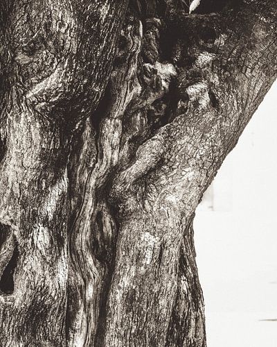 Altes Holz von Olivier Kievits