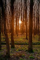 Een mooie zonsondergang tussen de bomen