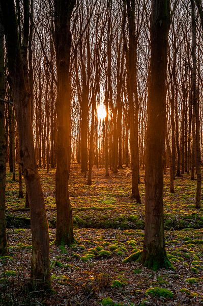 Een mooie zonsondergang tussen de bomen van Ronald Buitenhuis