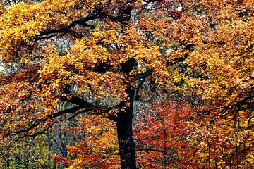 AUTUMN STEM van Miroslav Ptacek