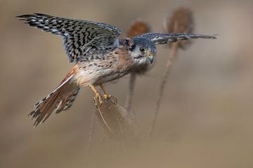 Torenvalk op distel van Walter Roost