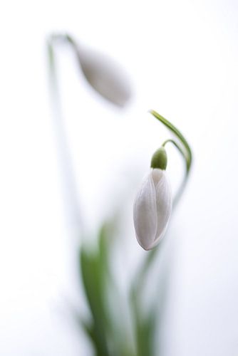 Snowdrops tango