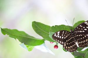 Natural Secrets - Aartshertog Vlinder Cambodja van Tessa Jol Photography