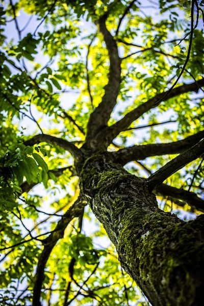 Natuurlijk groen van Capacidad Fotografie