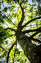 Natuurlijk groen van Capacidad Fotografie thumbnail