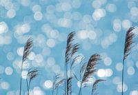 Riet