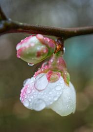 Deux fleurs de cognassier après une pluie de printemps sur Iris Holzer Richardson