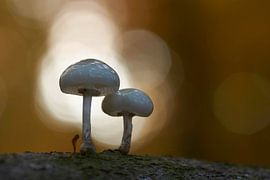 Mucidule visqueuse piégée dans bokeh