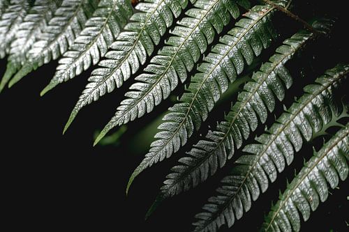 Groen Fluisteren Het Gebladerte Geheim